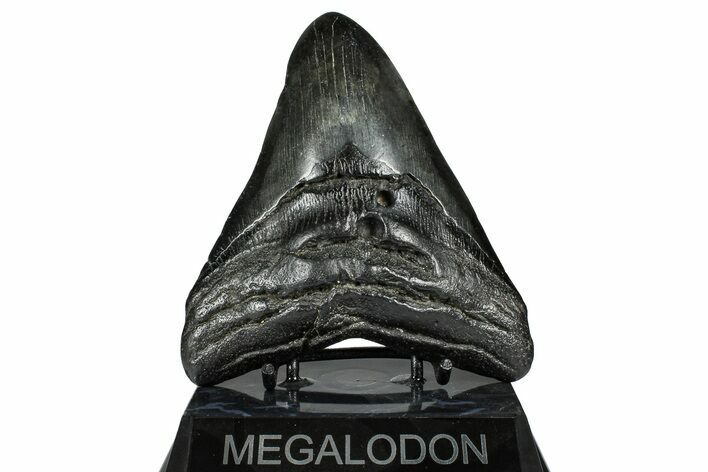 Fossil Megalodon Tooth - South Carolina #367952